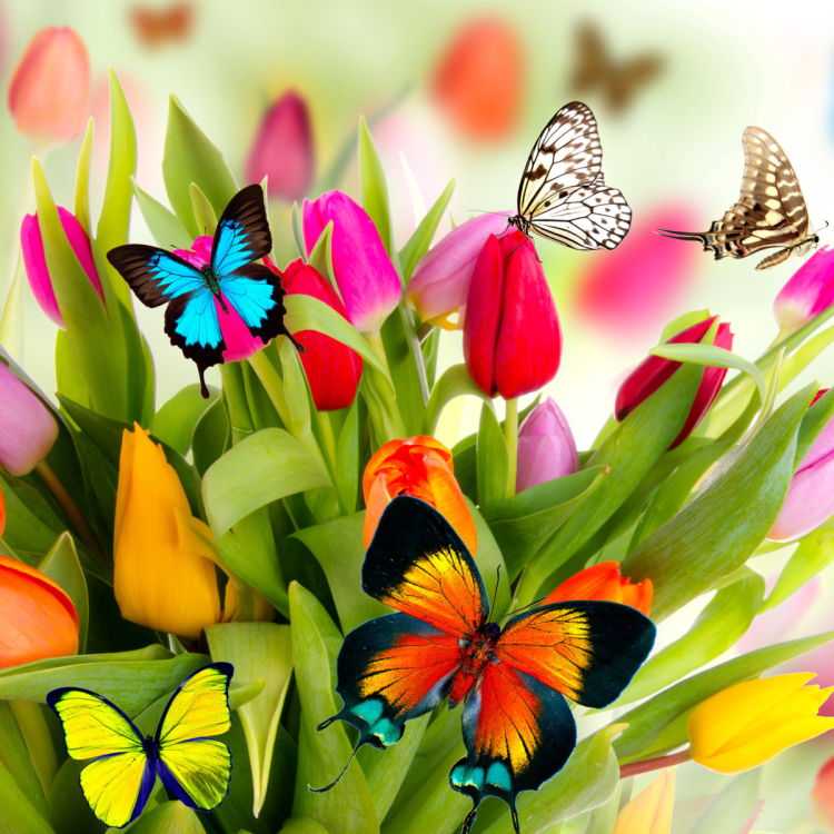 Tulips and Butterflies