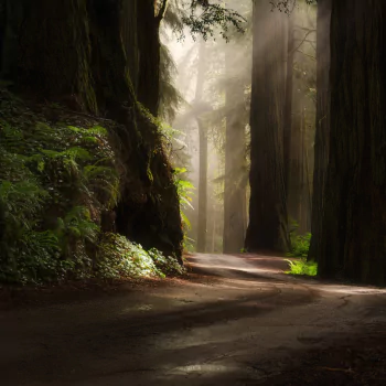  Sun Shining in Redwood Forest