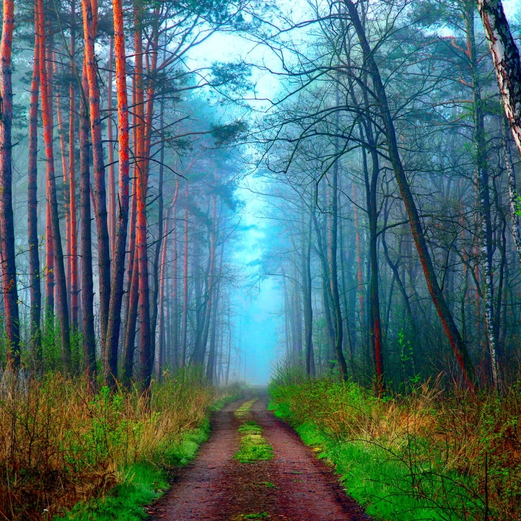 dirt-road-in-forest