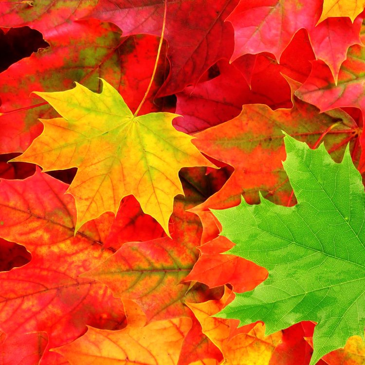 Autumn Leaves Forum Avatar | Profile Photo - ID: 63629 - Avatar Abyss