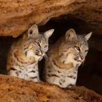 Animal lynx PFP