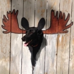 How to deal with a hole in the fence - Moose Dog