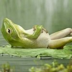 Download Animal Frog PFP
