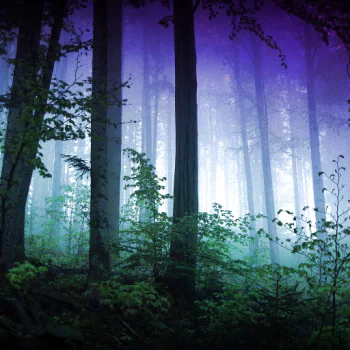 nature forest PFP