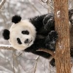 Download Animal Panda PFP