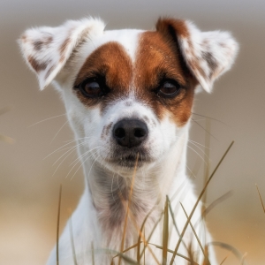 Jack Russell Terrier Pfp
