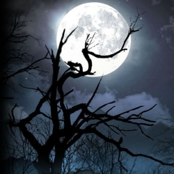 Dark Moonlit Night