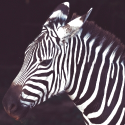 Zebra Pfp