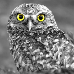 Owl - Selective Color