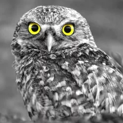  Owl - Selective Color
