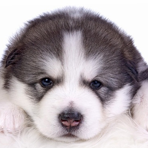 Alaskan Malamute Young Puppy