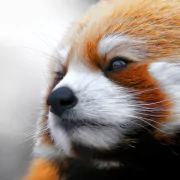Animal red panda PFP