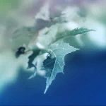 photography close-up PFP