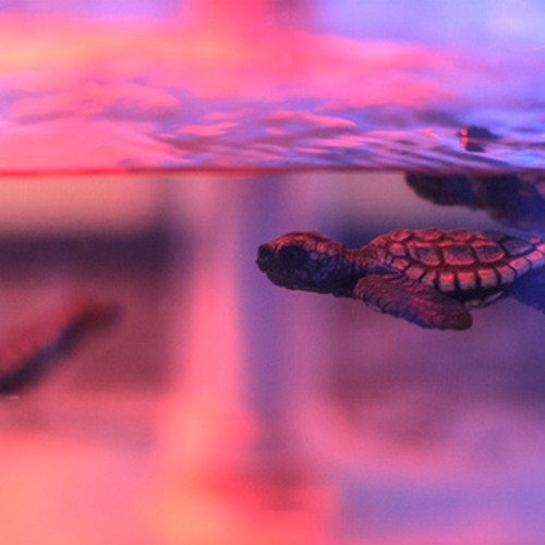 Download Animal Turtle PFP