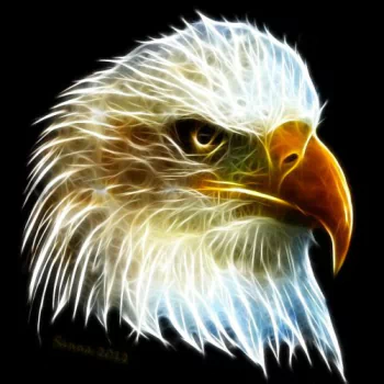 Animal eagle PFP