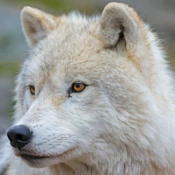 arctic wolf muzzle wolf Animal PFP