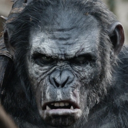 Dawn of the Planet of the Apes Pfp