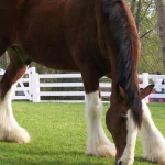 Animal horse PFP