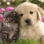 Download Animal Cat & Dog PFP