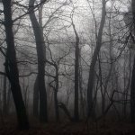 Download Dark Forest PFP