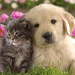 Animal Cat & Dog PFP