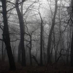 dark forest PFP