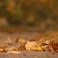 nature fall PFP