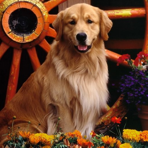 Golden Retriever Forum Avatar | Profile Photo - ID: 66347 - Avatar Abyss