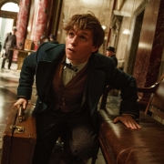Fantastic Beasts and Where to Find Them Pfp