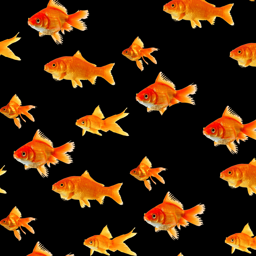 Goldfish Pfp