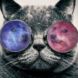 Download Funny Doge PFP