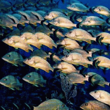 Download Animal Fish PFP