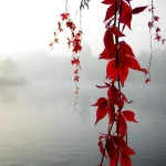 nature leaf PFP