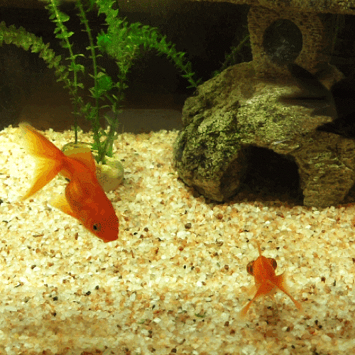Download Animal Fish PFP