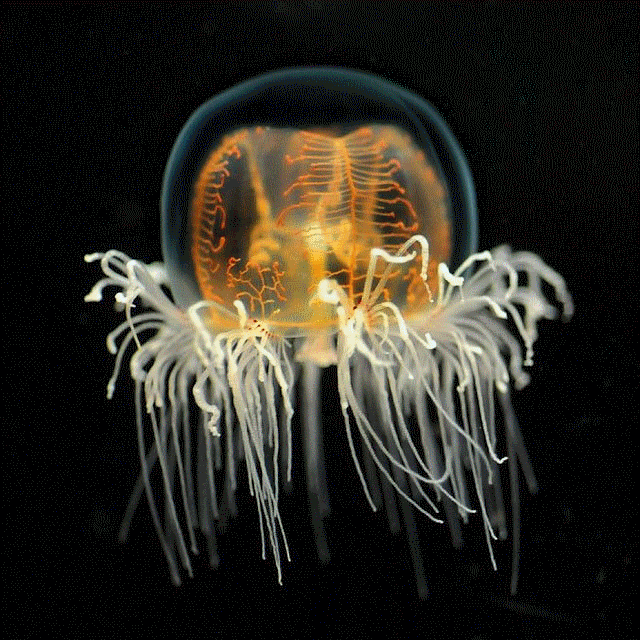 Download Animal Jellyfish PFP