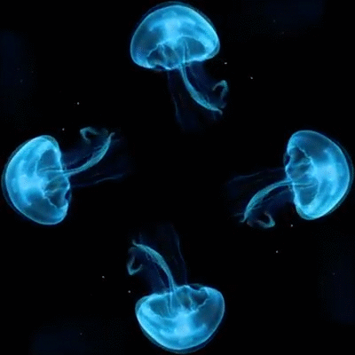 Download Animal Jellyfish PFP