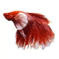 Animal fish PFP