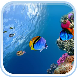 Animal fish PFP