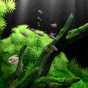 Animal fish PFP