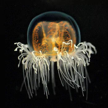 Animal jellyfish PFP