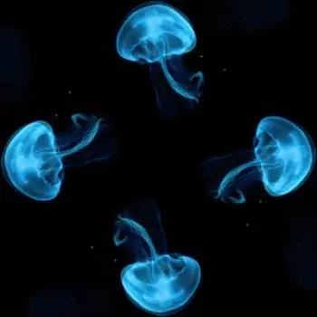 Animal jellyfish PFP