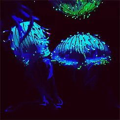 Animal jellyfish PFP
