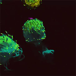 Animal jellyfish PFP