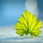 Download Nature Leaf PFP