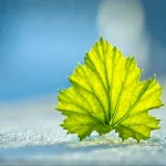nature leaf PFP