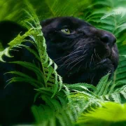 Animal black panther PFP