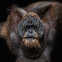  Orangutan