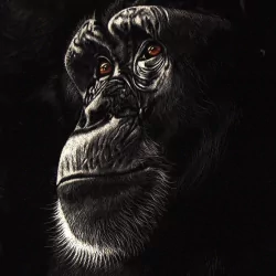 primate monkey chimpanzee Animal PFP