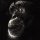 primate