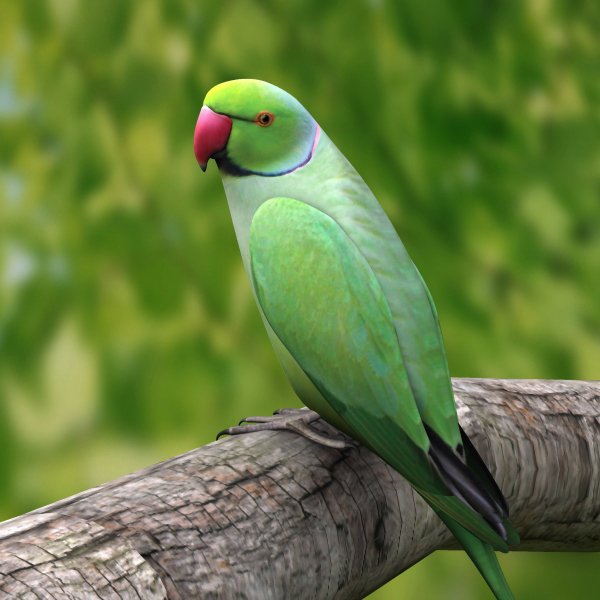 Parrot Pfp